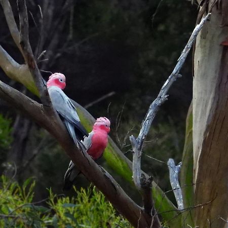 Lowlands Cape Howe Cottages מראה חיצוני תמונה